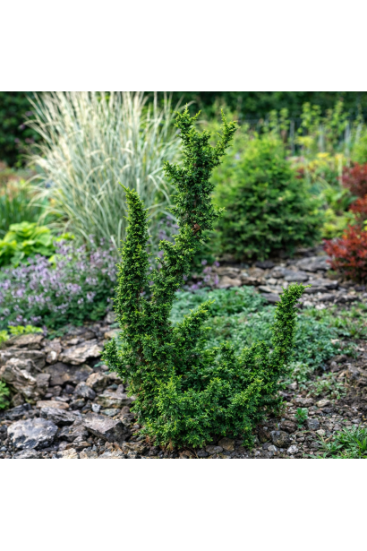 Туя західна Малоніана Холуб в ландшафті